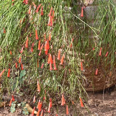 Charming Stone House In Old Town