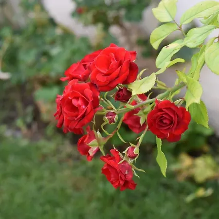 アパート Charming Stone House In Old Town *