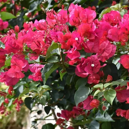 Charming Stone House In Old Town アパート ツァヴタット