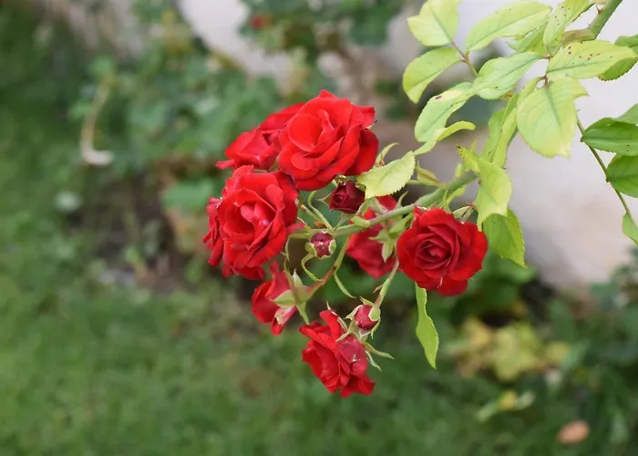 Apartment Charming Stone House In Old Town *